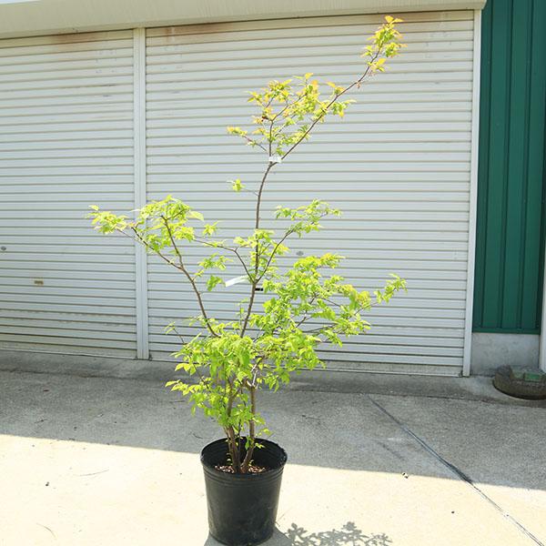 希少庭木・植木：ナツハゼ（なつはぜ）* 現品限り！ 樹高：約150cm