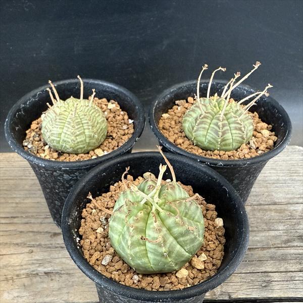 多肉植物：ユーフォルビア バリダ 3個セット*幅4cm : 遊恵盆栽 Yahoo