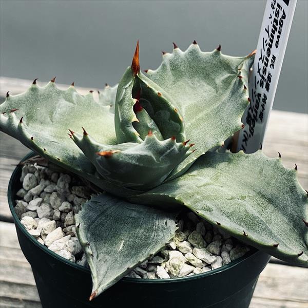 多肉植物：アガベ イシスメンシス錦（K1）達磨鈍中斑*幅10cm 現品