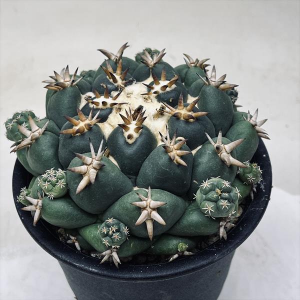 サボテン：コリファンタ 短刺象牙丸*幅11cm 現品！一品限り : 遊恵盆栽