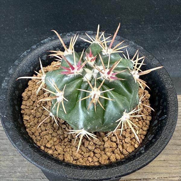 サボテン：フェロカクタス 紅洋丸 実生*幅4.5cm : 遊恵盆栽 Yahoo!店
