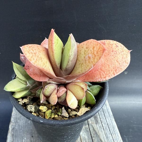 多肉植物：ガステリア 達磨臥牛錦（だるまがぎゅうにしき）*幅8.5cm