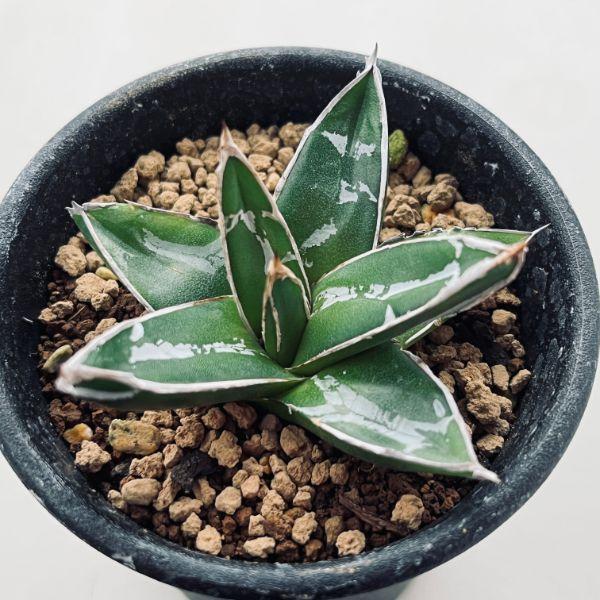 多肉植物：アガベ 笹の雪*S 幅5.5cm : 遊恵盆栽 Yahoo!店 - 通販