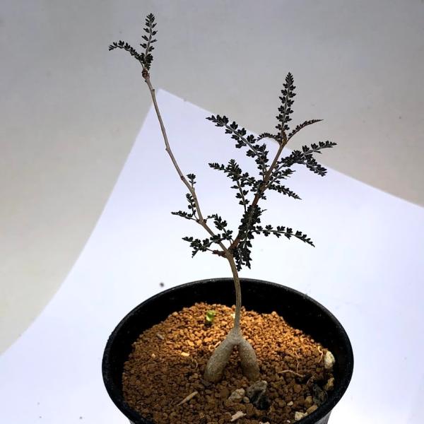 コーデックス：ボスウェリア ソコトラナ*幅8cm 現品 一品限り : 遊恵