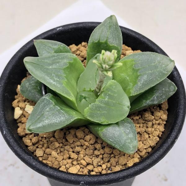 多肉植物：ハオルチア ピグマエア ミュータント*S 幅6cm : 遊恵盆栽