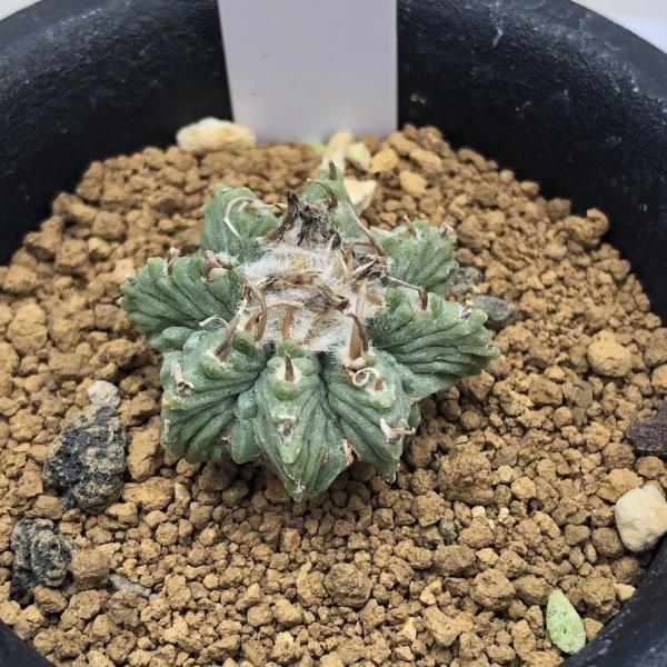 y-bonsai_s11839v