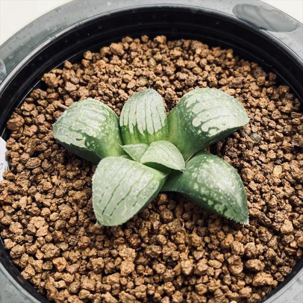 多肉植物：ハオルチア MXP×水晶未来 実生*幅6cm 現品！一品限り