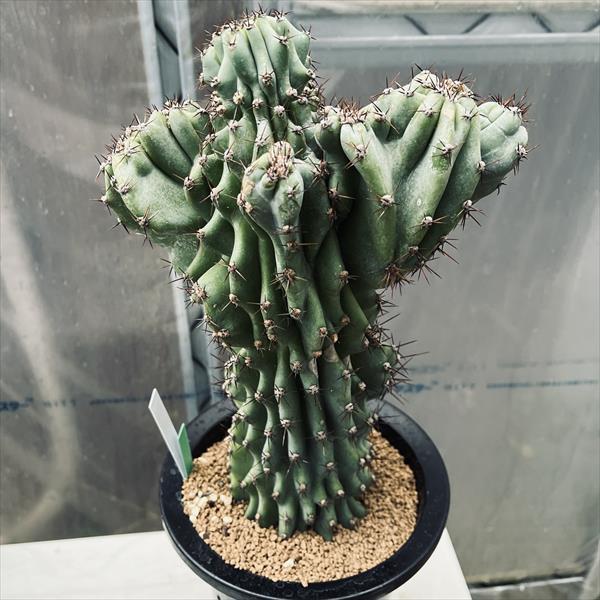 サボテン：セレウス 岩石獅子*幅18cm 現品！一品限り : 遊恵盆栽