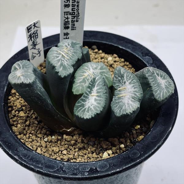多肉植物：ハオルチア 金子氏 巨大稲妻万象*幅9cm 現品！一品限り