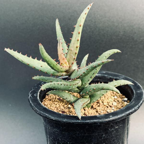 多肉植物：アロエ カスティロニアエ*幅10cm 現品！一品限り : 遊恵