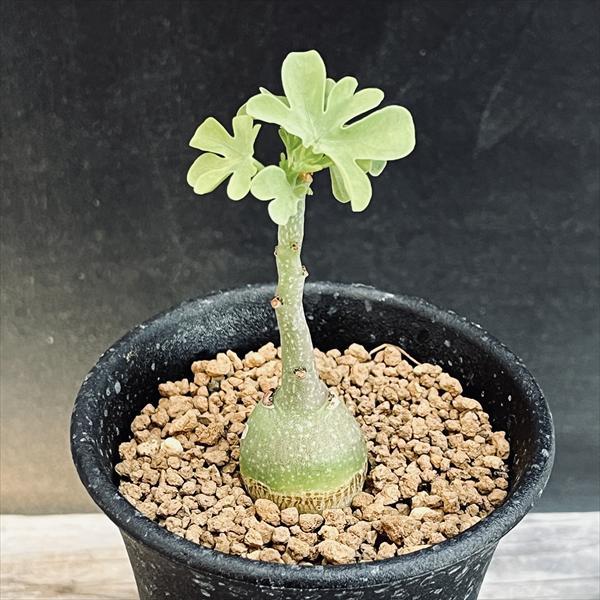 ☆特価☆多肉植物：アデニア グラウカ*S 塊幅1.8cm ☆赤松実生 : 遊恵