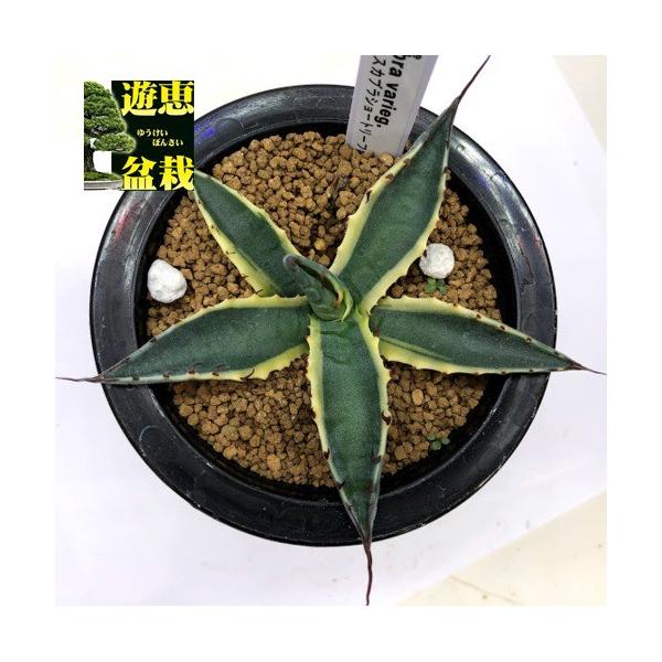 多肉植物：アガベ スカブラショートリーフ錦 覆輪*幅10cm 現品！一品