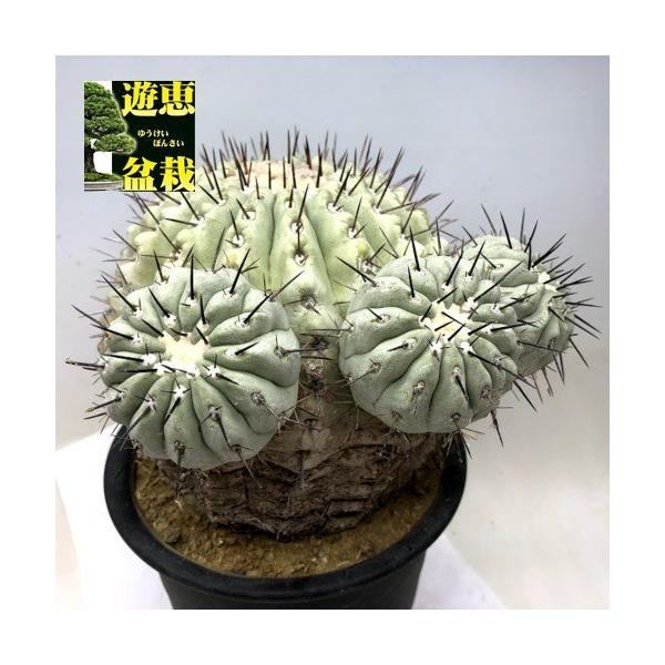サボテン：コピアポア 黒王丸*幅18cm 現品 一品限り : 遊恵盆栽