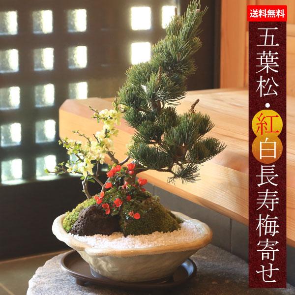 盆栽：五葉松・紅白長寿梅寄せ植え(瀬戸焼変形白釉鉢)* 鉢植え 縁起