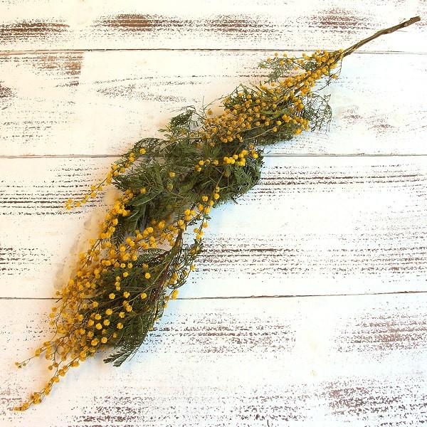 ドライフラワー 花材 即日出荷 ミモザ・アカシア ナチュラル ミモザ