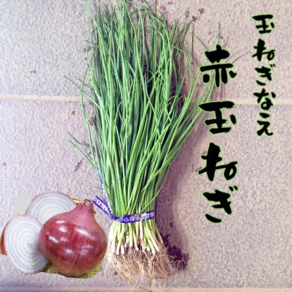 yoshitaninougei_05