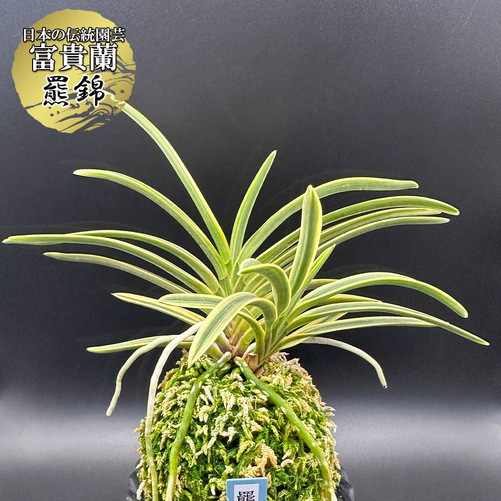 宝石のような観葉植物のお店 【Jewelry Plant】 富貴蘭 羆錦 ひぐま
