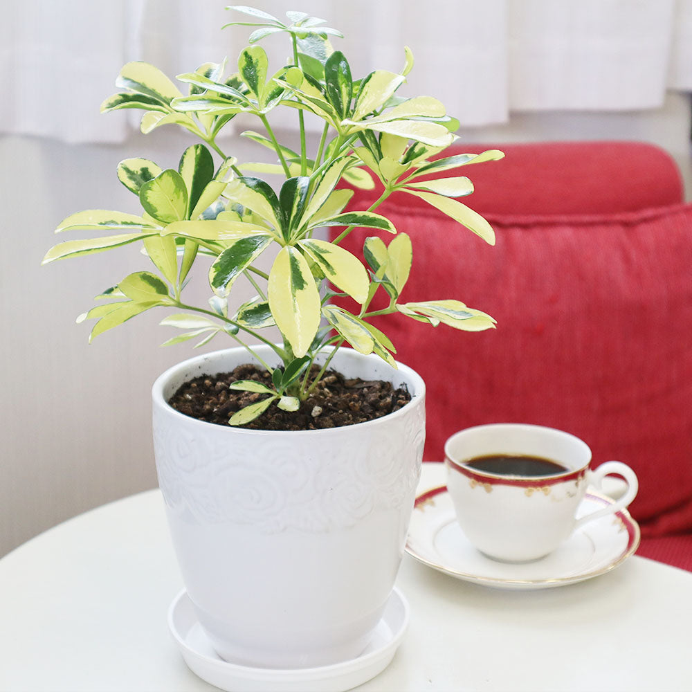 宝石のような観葉植物のお店 【Jewelry Plant】 シェフレラ ホンコン
