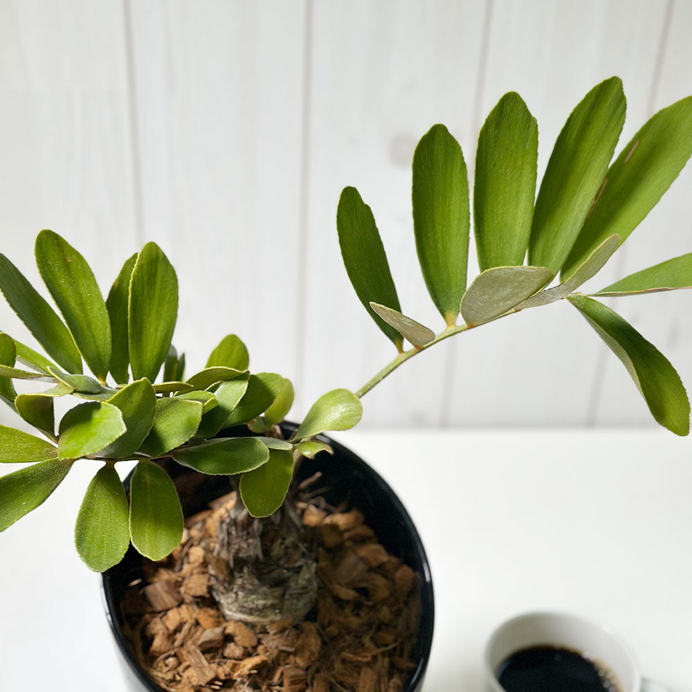 宝石のような観葉植物のお店 【Jewelry Plant】 メキシコ ソテツ