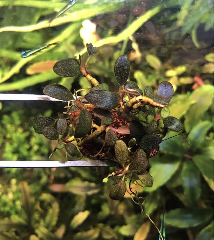 ブセファランドラ sp.スーパーパープル❣️Bucephalandra sp.Super