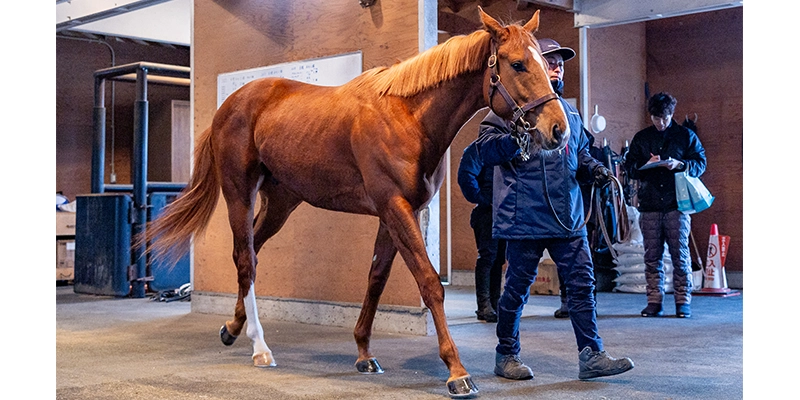 ノーザンファーム早来 厩舎リポート｜2歳馬牧場リポート2025春｜競馬