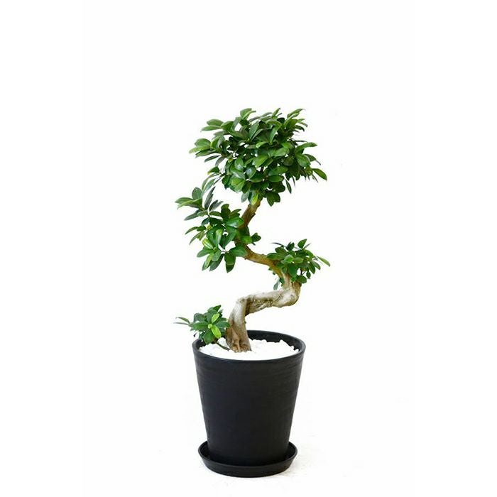 ガジュマル（昇り竜） 8号 セラアート鉢 観葉植物 本物