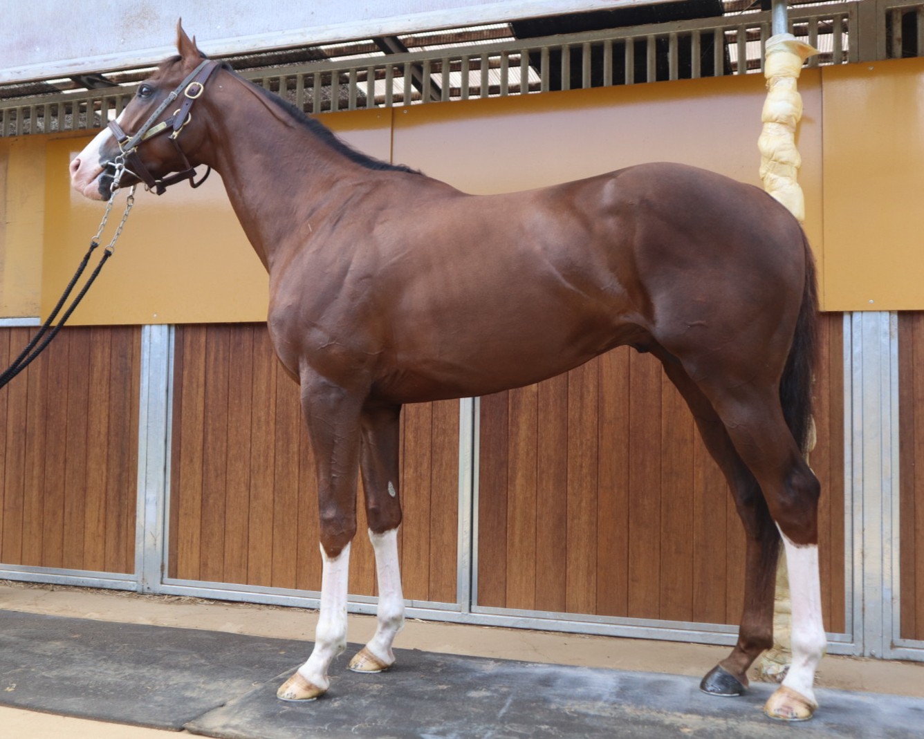ファストパスキー 牡3歳 ※中央競馬 登録抹消 | サラブレッドオークション