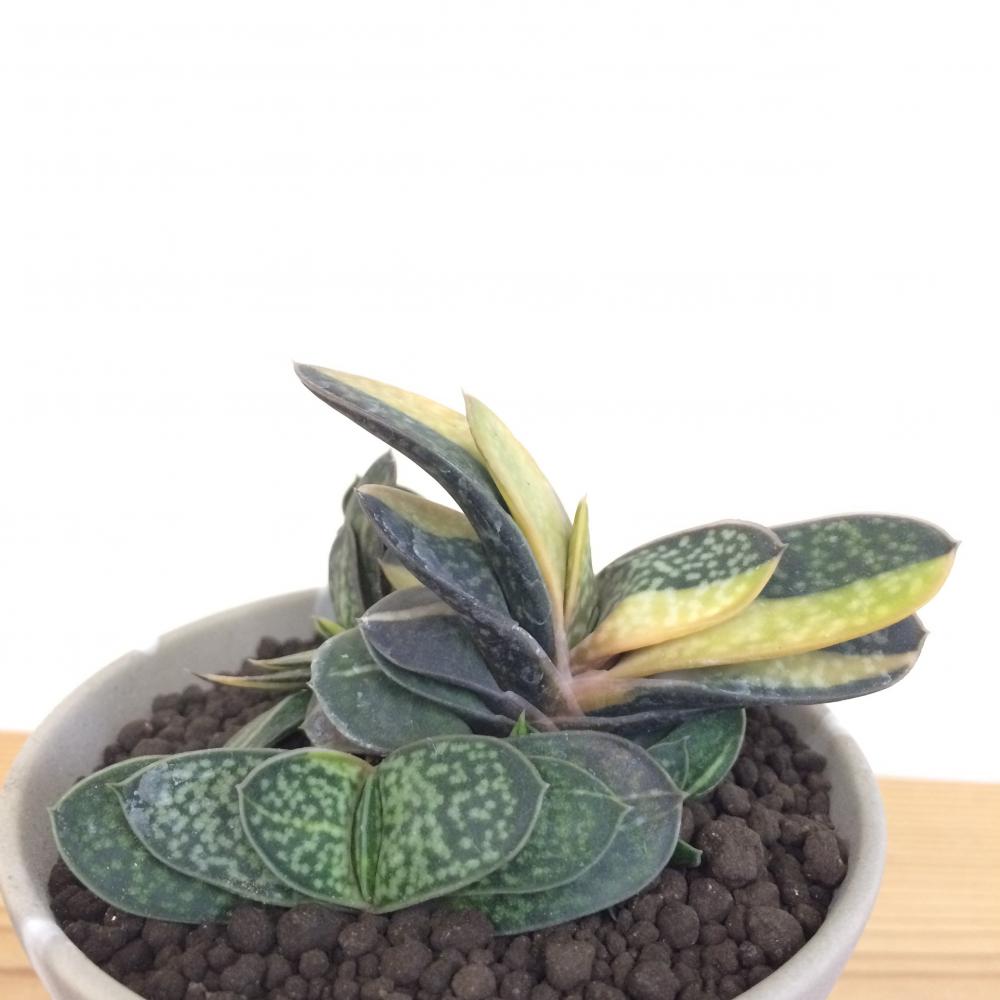 ガステリア・子宝錦/盆栽、多肉植物、塊根植物、観葉植物通販/KIDORI