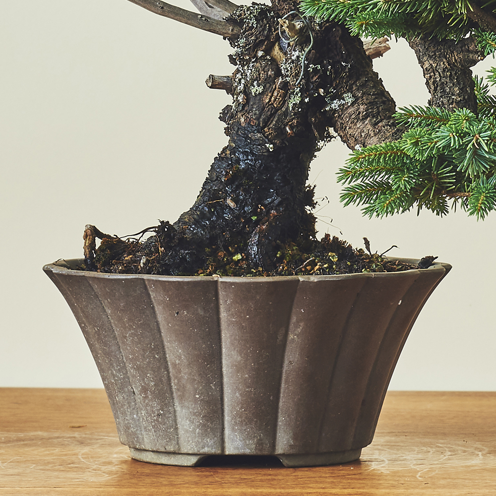蝦夷松・エゾマツ/盆栽、多肉植物、塊根植物、観葉植物通販/KIDORI