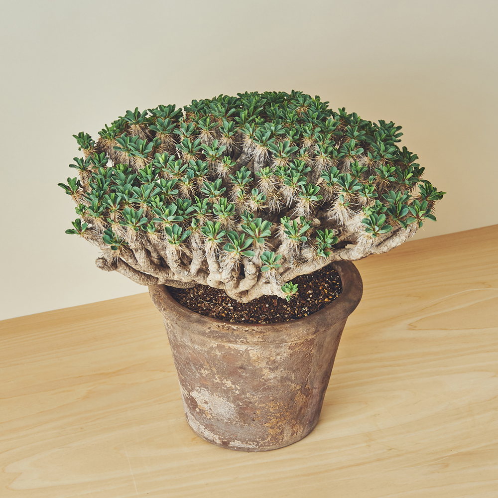 ユーフォルビア ギラウミニアナ/盆栽、多肉植物、塊根植物、観葉植物