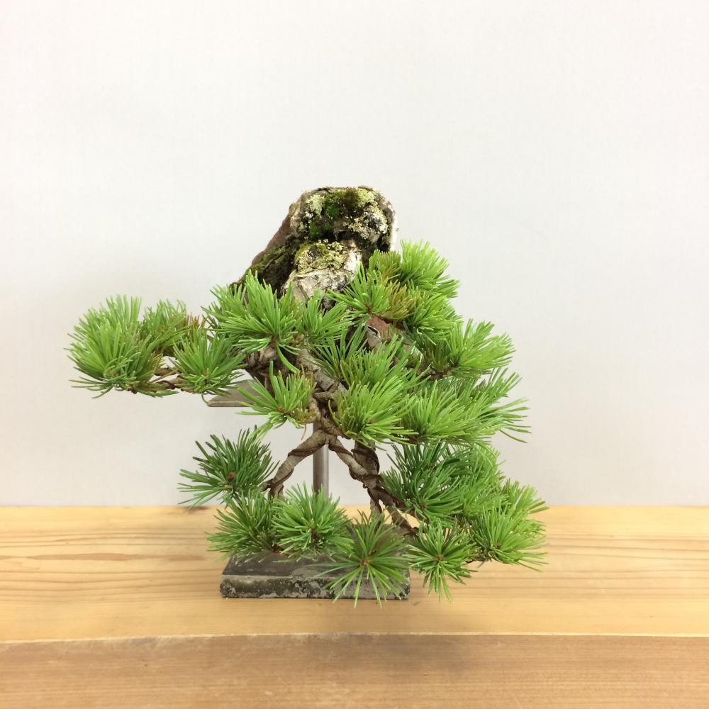 盆栽 五葉松/盆栽、多肉植物、塊根植物、観葉植物通販/KIDORI -キドリ-