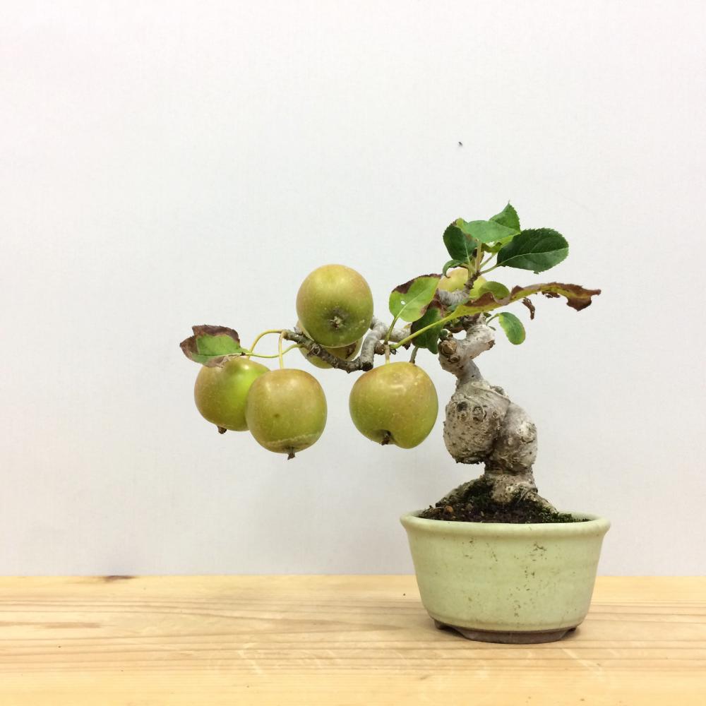 盆栽 姫林檎 姫国光/盆栽、多肉植物、塊根植物、観葉植物通販/KIDORI