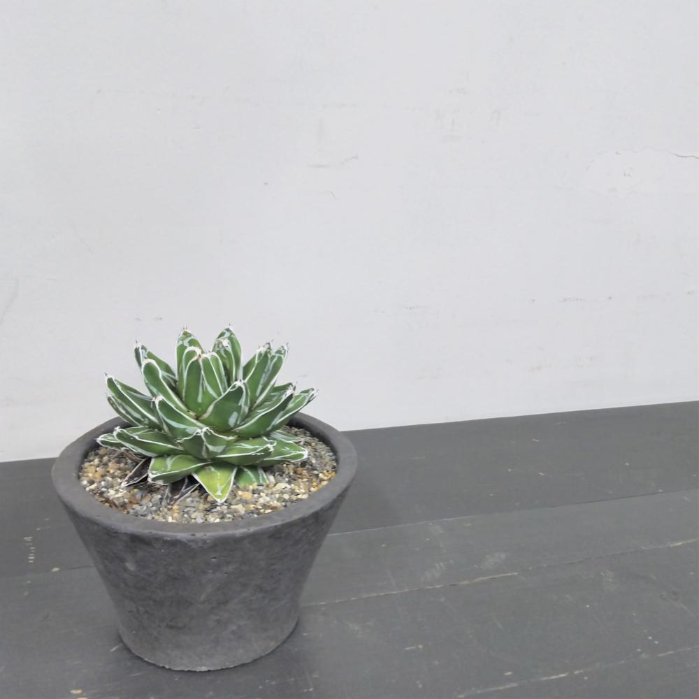 アガベ 笹の雪/盆栽、多肉植物、塊根植物、観葉植物通販/KIDORI -キドリ-