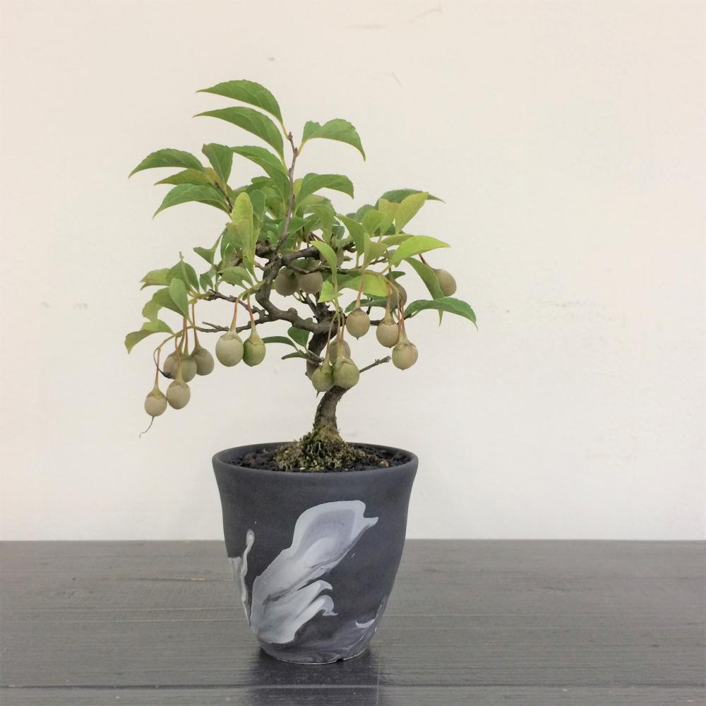 ミニ盆栽 エゴノキ/盆栽、多肉植物、塊根植物、観葉植物通販/KIDORI
