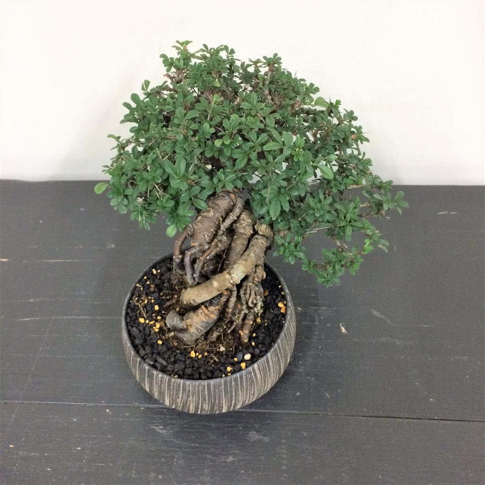 盆栽 群雀 -ムレスズメ-/盆栽、多肉植物、塊根植物、観葉植物通販
