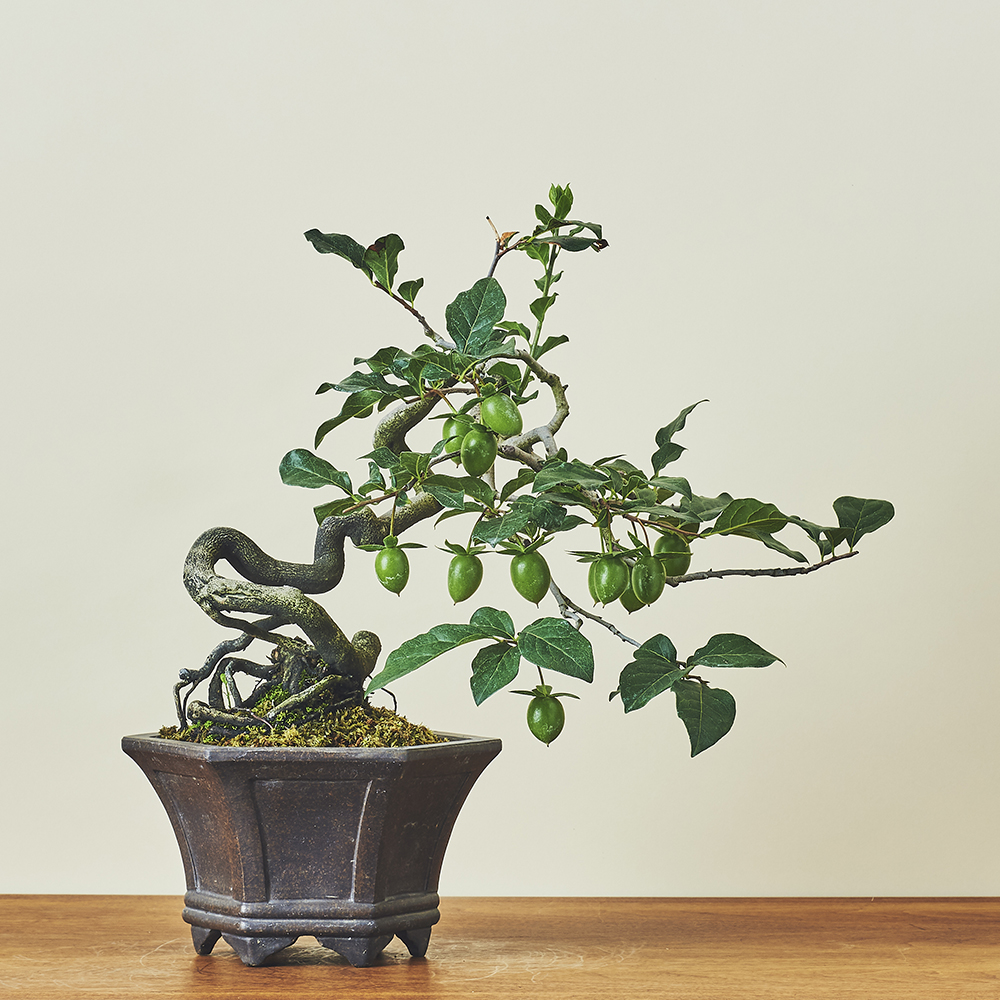 老翁柿（ロウヤガキ） / 盆栽、多肉植物、塊根植物、観葉植物通販