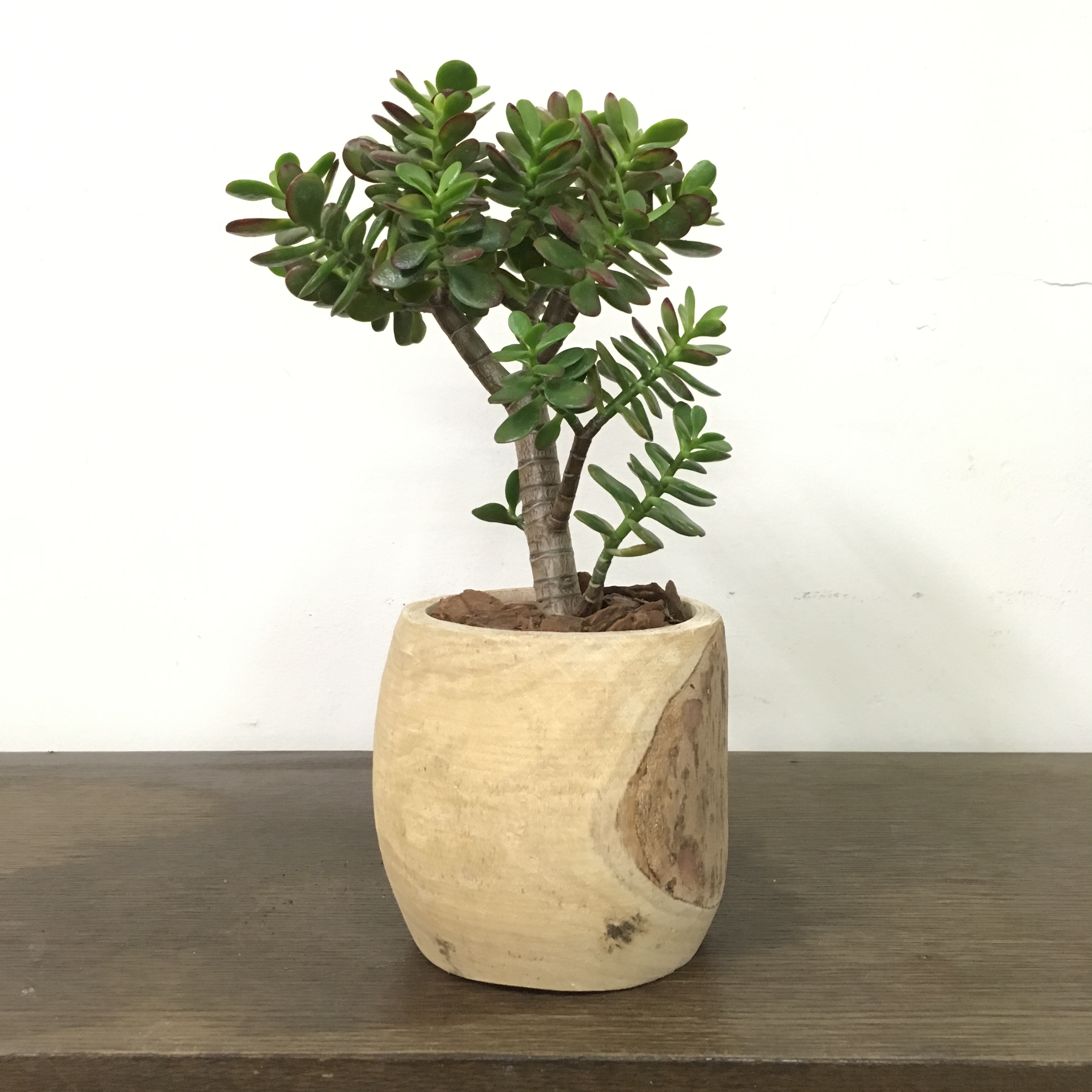 黄金花月（金のなる木） / 盆栽、多肉植物、塊根植物、観葉植物通販