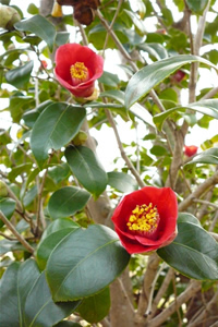 ヤブツバキ（薮椿） | 土佐の植物図鑑 | 高知県観光情報Webサイト