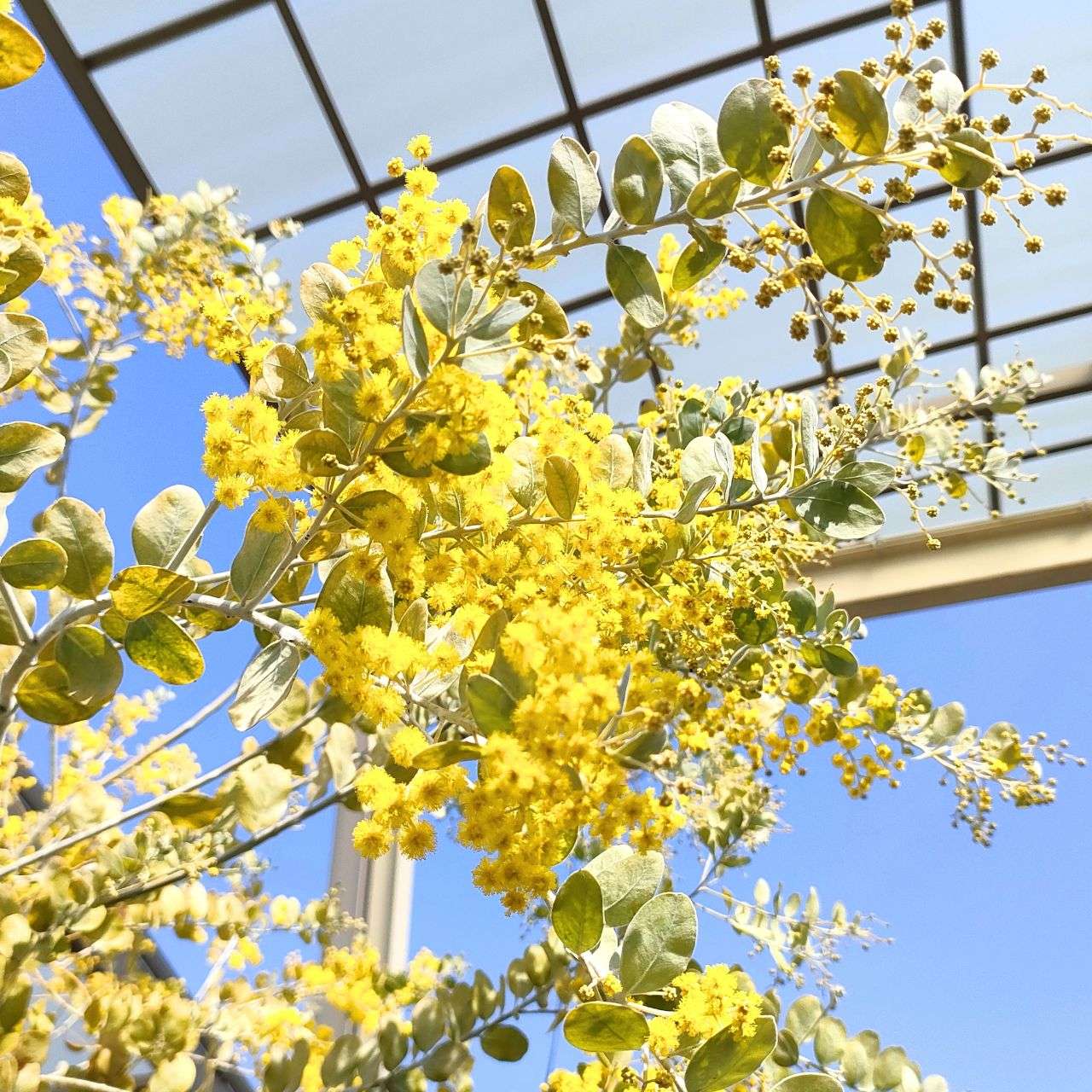 発芽率が高い花木・アカシア（ミモザ）の紹介 – 取り扱い植物一覧