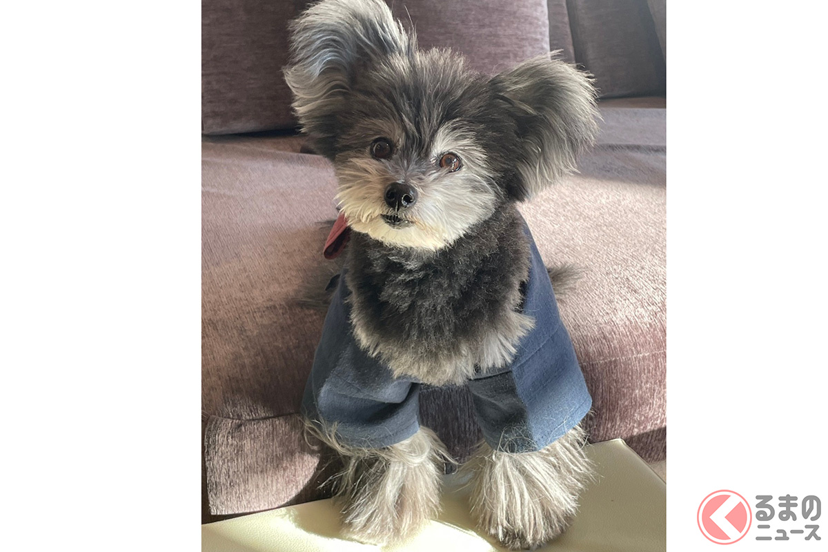 トヨタCMで話題集めた「シエンタ犬」CM出演の意外な背景とは？「当日