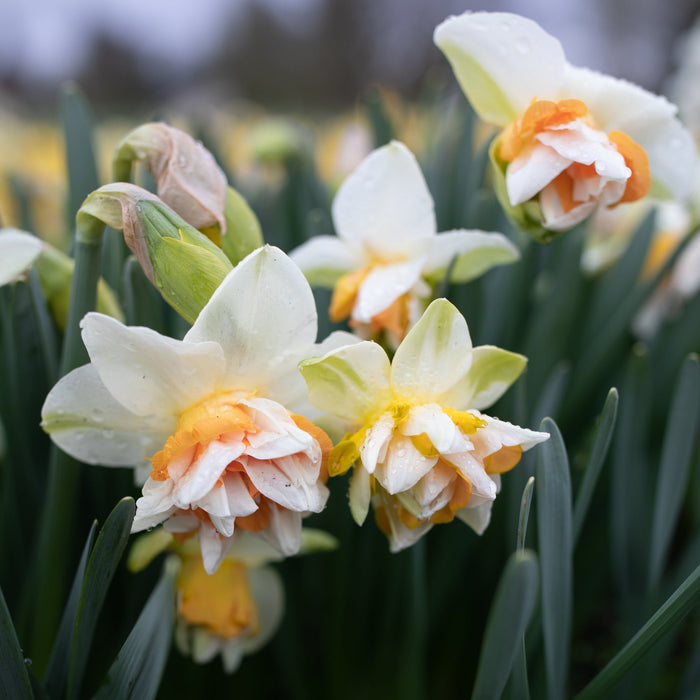 Narcissus Extravaganza – Floret Library