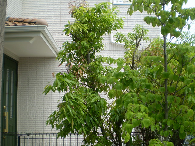 1 山採りソヨゴ雌雄不明