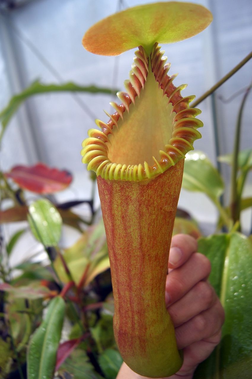 N.edwardsiana - yellow / G.Tambuyukon : fukuro