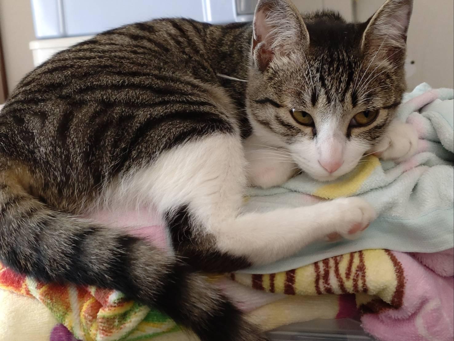 キジ白ハチワレ、小柄な猫を探しています