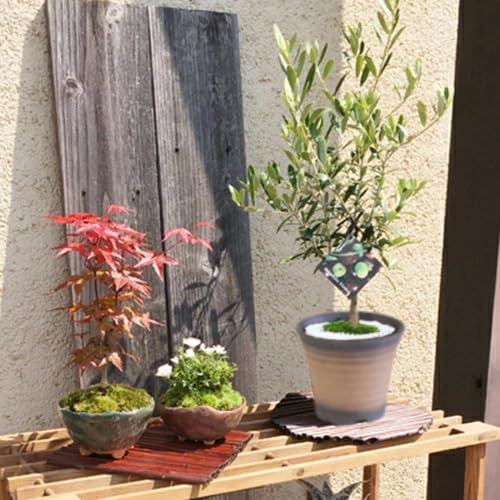 Amazon.co.jp: 和モダン：オリーブの木*(萬古焼イブシ反鉢)(苔・寒水付