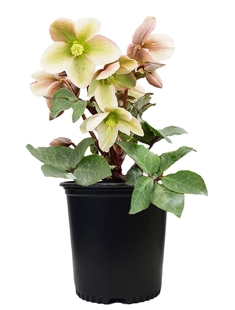 Amazon.com : Live Plant Helleborus-X 'Ivory Prince' (Christmas