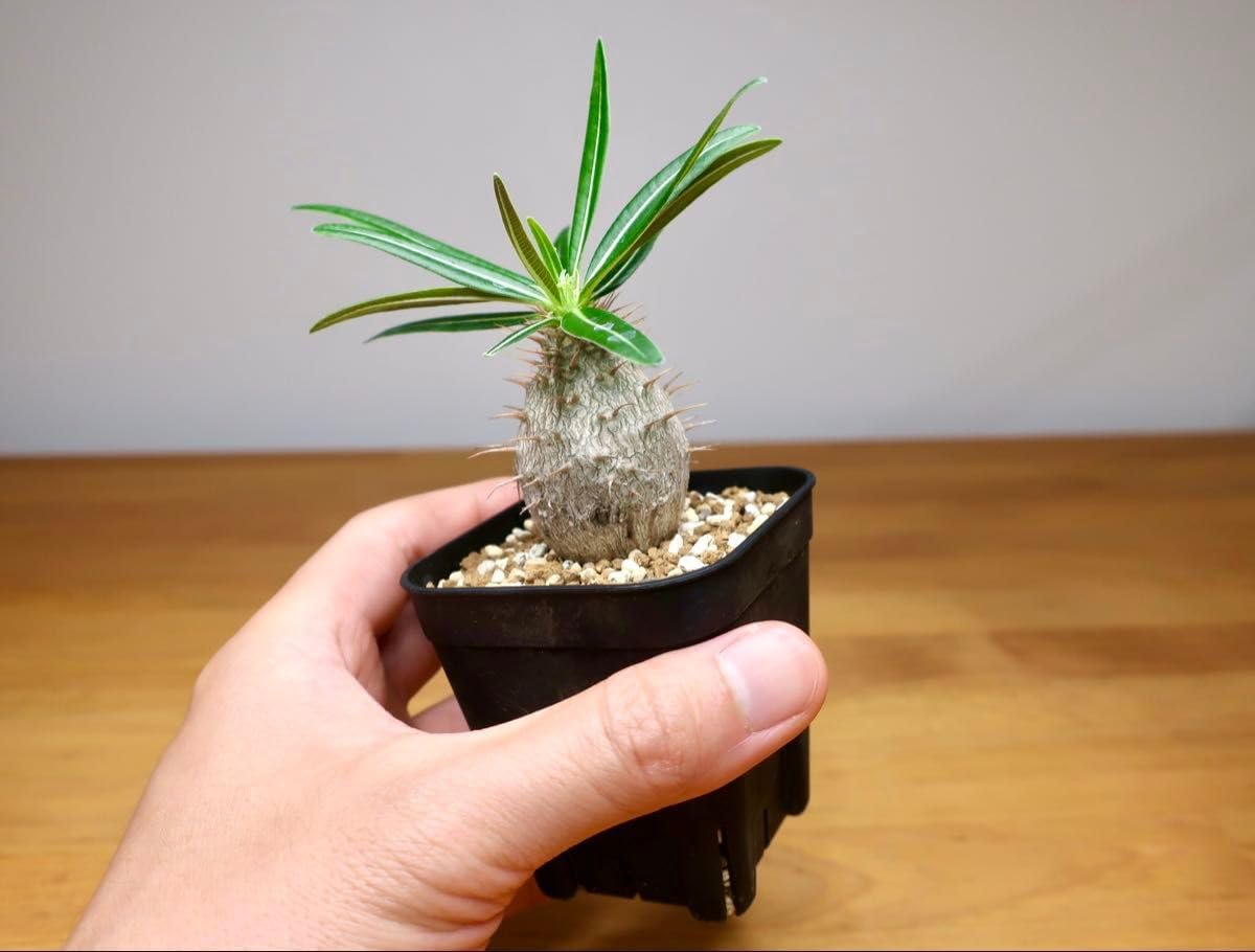 Amazon｜パキポディウム グラキリス 実生3年 丸型 細葉②｜観葉植物