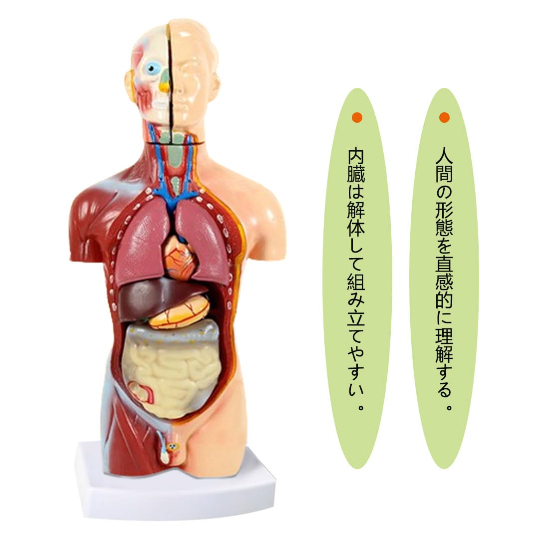 Amazon.co.jp: 人体解剖体幹45 cm人体器官解剖組立モデル11個の部品