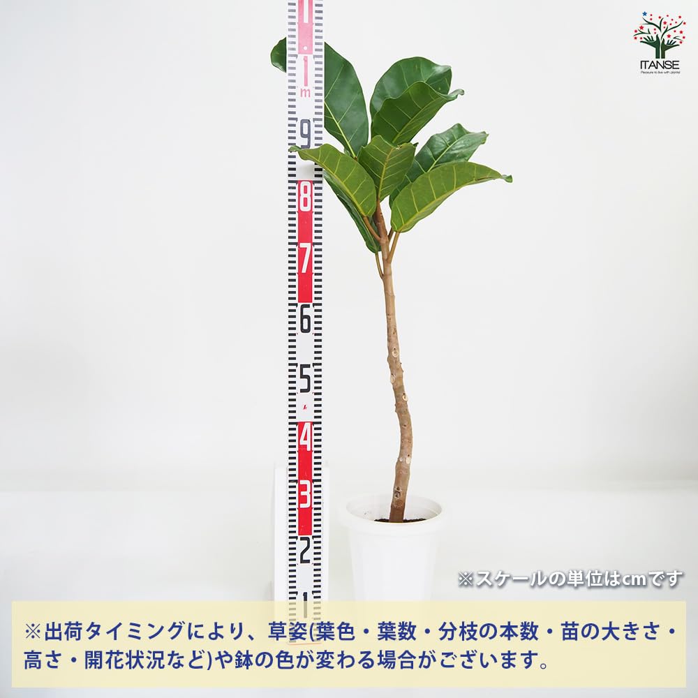 Amazon｜ITANSE フィカス アフリカンプリンス 8号 1個売り