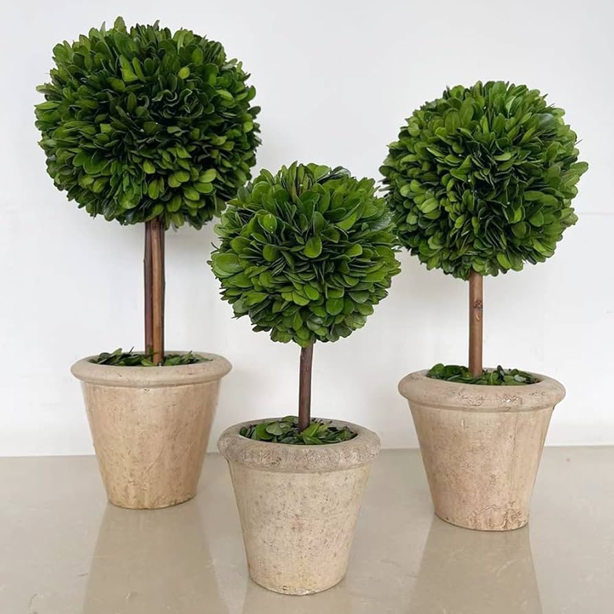 Amazon｜天然保存ツゲの木のトピアリー ポット13インチ 美しい緑と植物